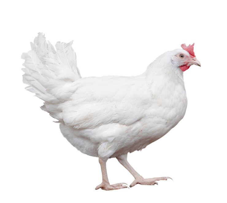 Coquelet